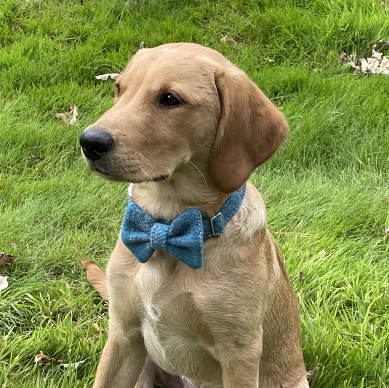 Glacier Blue Tartan Harris Tweed Dog Collar - Limited Edtition
